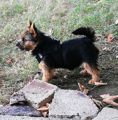 Norwich Terrier