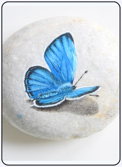 Fotoboek Rock-Art Insecten