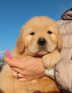 Cucciolo di golden retriever allevamento Golden flame a torino in piemonte.