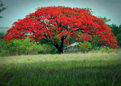 Flamboyant - Delonix regia