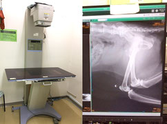 レントゲン設備と動物のレントゲン写真
