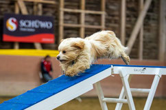 Agility Andrea Bischel Happy Ilio