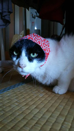 お友達の猫〝セサミ〟です。キミも〝血〟を裏からなめるのかな？