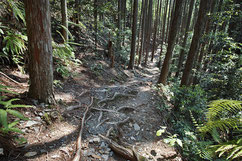 木の根道は結構大変です