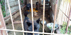 人に馴れていないため小屋に入れない