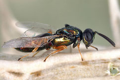 Eupelmus urozonus l'un des parasites de la mouche de l'olivier. "Une espèce idigène présente chez nous et dans toute la zone tempérée de la planète, c'est une microguêpe". (photo internet)