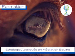 ellipsy-formation-éthologie-en-médiation-équine