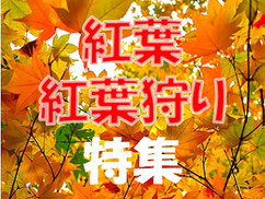 【紅葉・紅葉狩り特集】東海地区の紅葉スポットやライトアップ情報まとめ