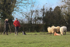 Troupeau Ecoivres 18/01/2018