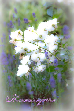 Hexenrosengarten Rosen Katharina Zeimet