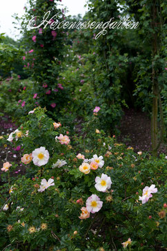 Canary Bird Rosen Sangerhausen 