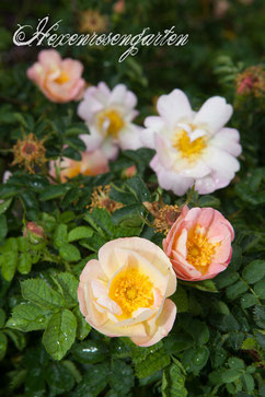 Canary Bird Rosen Sangerhausen