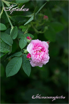 Rosen Rosenblog Hexenrosengarten Ispahan Damaszenerrose einmalblühend gefüllt Duftrose rosa Alte Rosen Rosiger Adventskalender