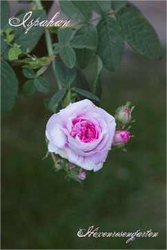 Rosen Rosenblog Hexenrosengarten Ispahan Damaszenerrose einmalblühend gefüllt Duftrose rosa Alte Rosen Rosiger Adventskalender