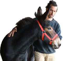 Hysope : mule de la ferme vendue à trois ans.