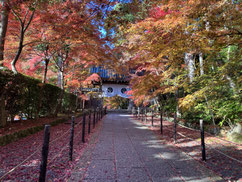 光明寺　もみじ参道