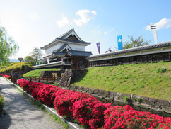 勝竜寺城公園　キリシマツツジ