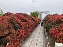長岡天満宮 キリシマツツジ