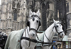 St. Stephans & horses!