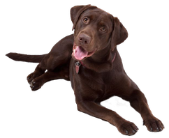 Hundeschule Bremen - Ihre Hundeschule MOMO in Bremen - Junghundeschule