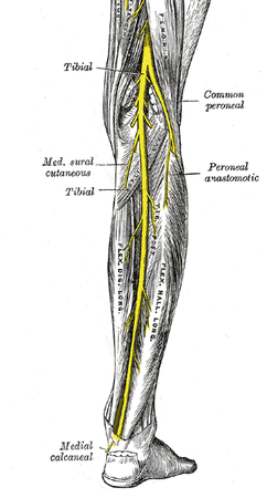 tibial nerve course and anatomy