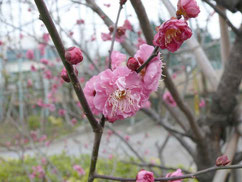 可憐な花を咲かせる梅(資料写真)