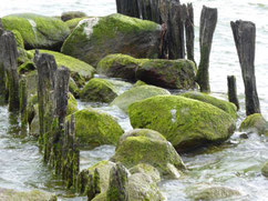 Große  bemooste Steine in der Ostsee