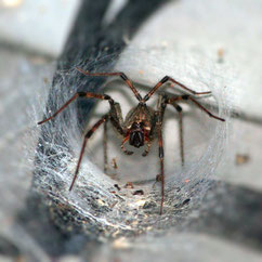Trichternetzspinne, Australien
