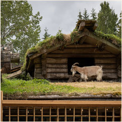 Goats on the Roof, Old Country Market Combs, Combs Vancouver Island, Vancouver Island