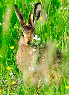 Foto: Manfred Sudhölter