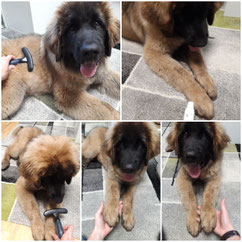 Skadi - Leonberger - 4 Monate alt