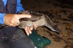 Wedge-tailed shearwater with ambient light geolocator deployment.