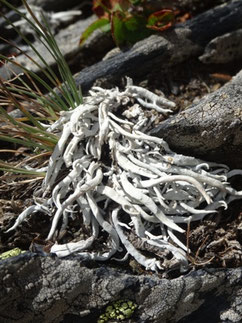"Thamnolia vermicularis", Pyr. (photo Ugo)