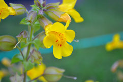 Blüten der gelben Gauklerblume Mimulus guttatus 