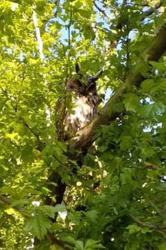 Waldohreule Foto: Herrn Ehrenberger