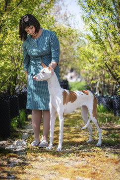 поденко ибиценко, ибицкая борзая, podenco ibicenco, ibizan hound, щенки поденко, питомник поденко ибиценко