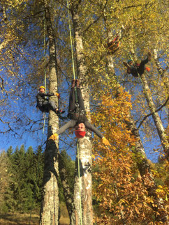 Bild: Baumklettern Erlebnis Baum