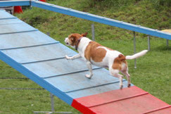 Hund auf einer Agilitywand.