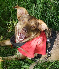 katze oder hund abgeben pechpfoten e v
