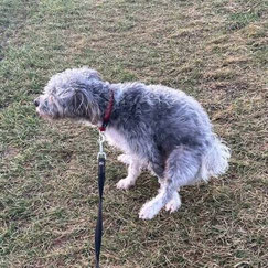 Durchfallbehandlung beim Hund