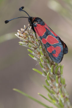 Z. felix rolleti (Haut Atlas oriental) (Photo J.-M. André on an indication of M. Tarrier) 