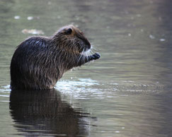 Nutria (c) Hans Schönecker