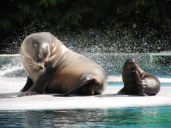 zoo amiens