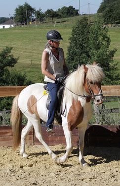 How to write a good exposure for a non-fiction book on Icelandic horses? Research commences