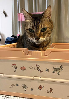 大好きなおもちゃ箱に入っている写真に癒されます