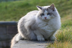 definition felides chat ragdoll