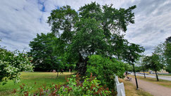 Der Baum auf Näs, der Astrid Lindgren zum Limonadenbaum in Pippi Langstrumpf inspirierte.