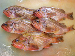 ヤナギノマイ　羅臼　未利用魚
