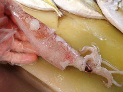 ヤリイカ　大船渡　未利用魚