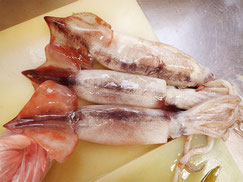 真いか　羅臼　新鮮地魚